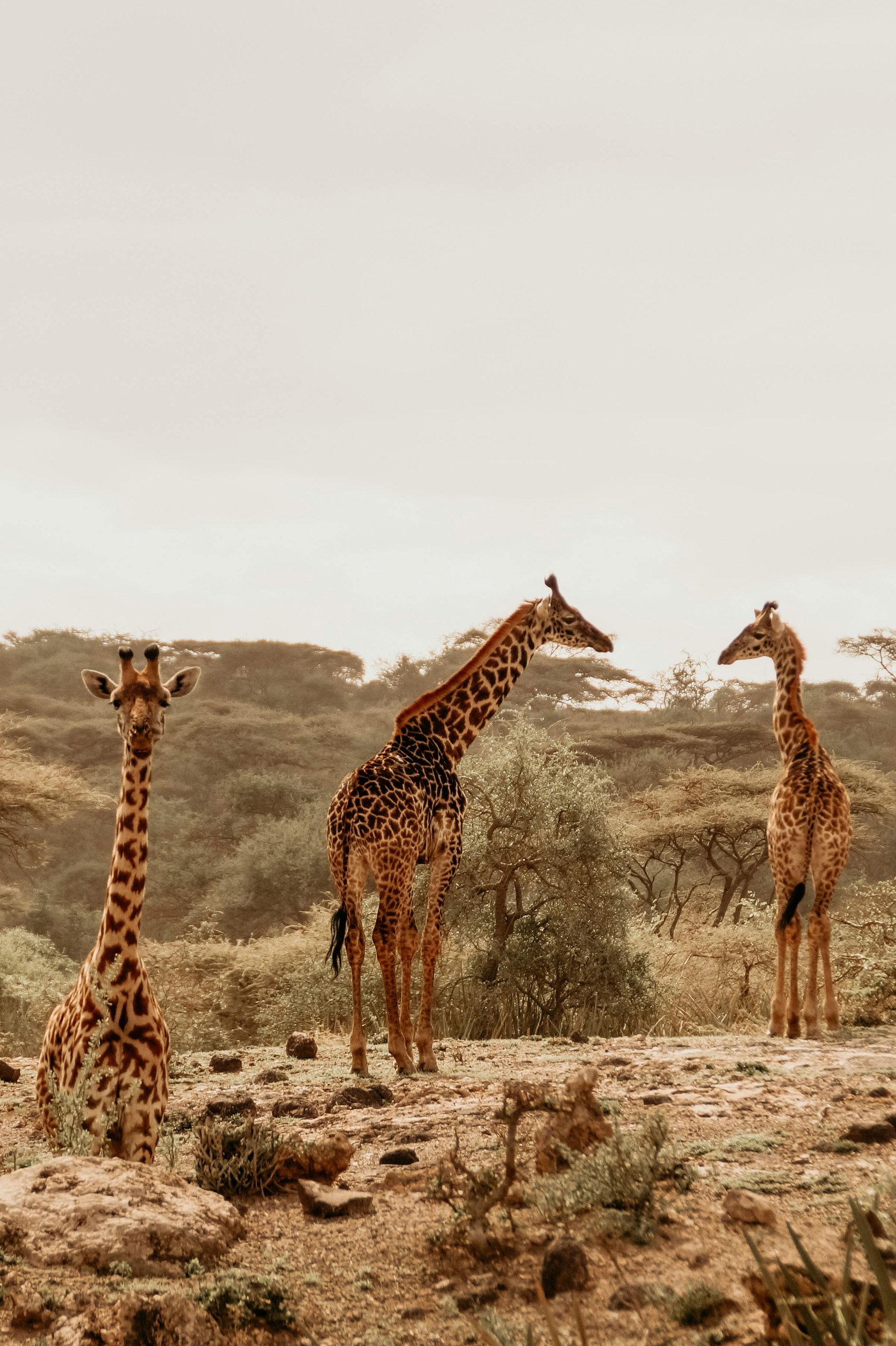 Galería de Samburu 5